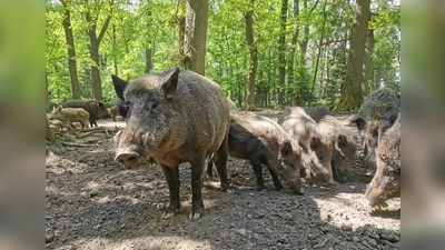 Wildschweine im Wildpark Neuhaus. (Foto: privat)