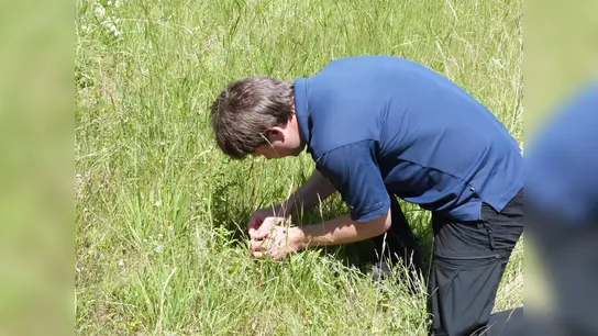 Gregor Stuhldreher beim Auffinden einer Kreuzenzian-Pflanze mit Eiablage eines Kreuzenzian-Ameisenbläulings.  (Foto: Landkreis Kassel)