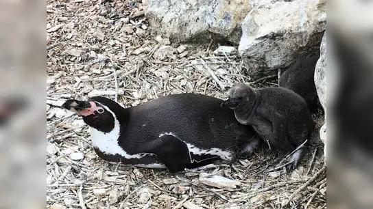Nachwuchs bei den Pinguinen. (Foto: Foto: Sandy Rödde)