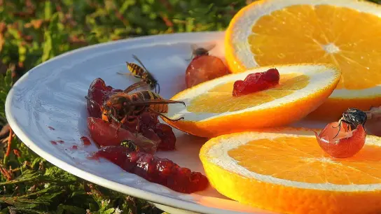 Beim Essen im Freien sind im Sommer die Wespen nicht weit. (Foto: pixabay)