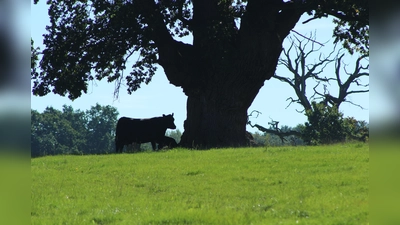 Ein Anblick, der selten geworden ist: Kühe weiden unter mächtigen Hutebäumen.  (Foto: Julia Sürder)