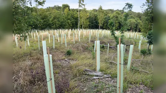 Die jungen Bäume wurden mit Einzel-Verbissschutz gegen Schäden durch Rehwild geschützt. Größern Schaden droht nun allerdings durch die anhaltende Trockenheit. Foto: privat (Foto: Foto: privat)