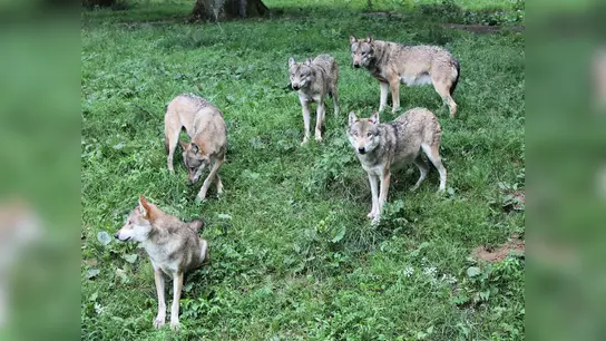 Die Wölfe sind bei den Besuchern des Tierparks Sababurg nach wie vor auf der Beliebtheitsskala weit oben. (Foto: Foto: Aderholz)