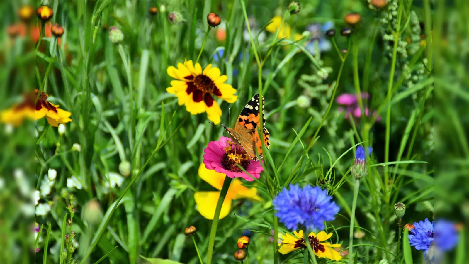 Viele Insekten fühlen sich auf der Blühwiese wohl. (Foto: Foto: privat)